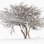 dormant