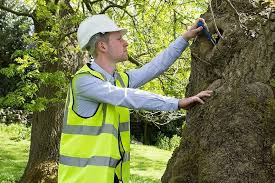 Tree Survey Reports