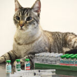 Cat Vaccination Clinic in Dubai