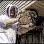 Why Bees Hover Around Doors and How to Redirect Them