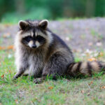 Raccoon Removal Service