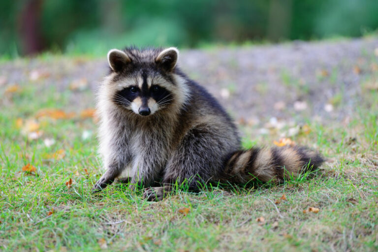 Raccoon Removal Service