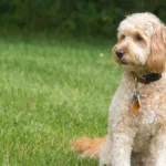 Best Goldendoodle Breeder