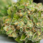 CBD Flower Strains