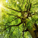 Tree Removal Services