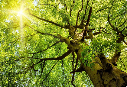 Tree Removal Services