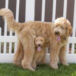 Goldendoodles oklahoma