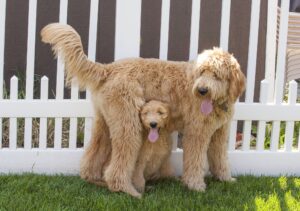 Goldendoodles oklahoma