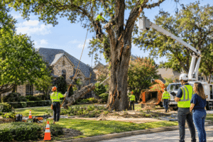 Insured Tree Removal Company in Colleyville, TX